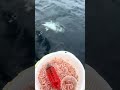 【無念のバラし、あとたった1m】フロロ26号をブチ切るマグロのパワー　#キハダマグロ #fishing #釣り #コマセマグロ #相模湾