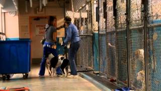 HOW would you like to be become a HSSAZ Dog Walker?