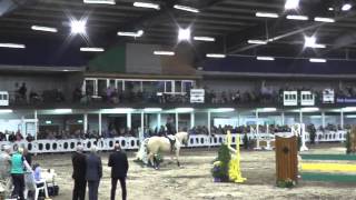 Monbeg Sport Horses - Milo
