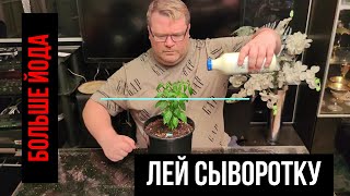 Сыворотка и йод - чем больше тем лучше?