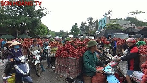 vải thiều lục ngạn giá vải Thanh Hà mới nhất ngày 23/6/2022 tại ngã Ba Tân Hoa lục ngạn