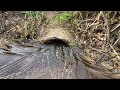 CLEARING CLOGGED CULVERT! | HUGE CURRENT!