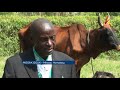 Sauti Ya Mazingira Tunamwangazia Swara Wa Aina聽ya Roan Sauti Ya Mazingira Tunamwangazia Swara Wa Aina聽ya Roan