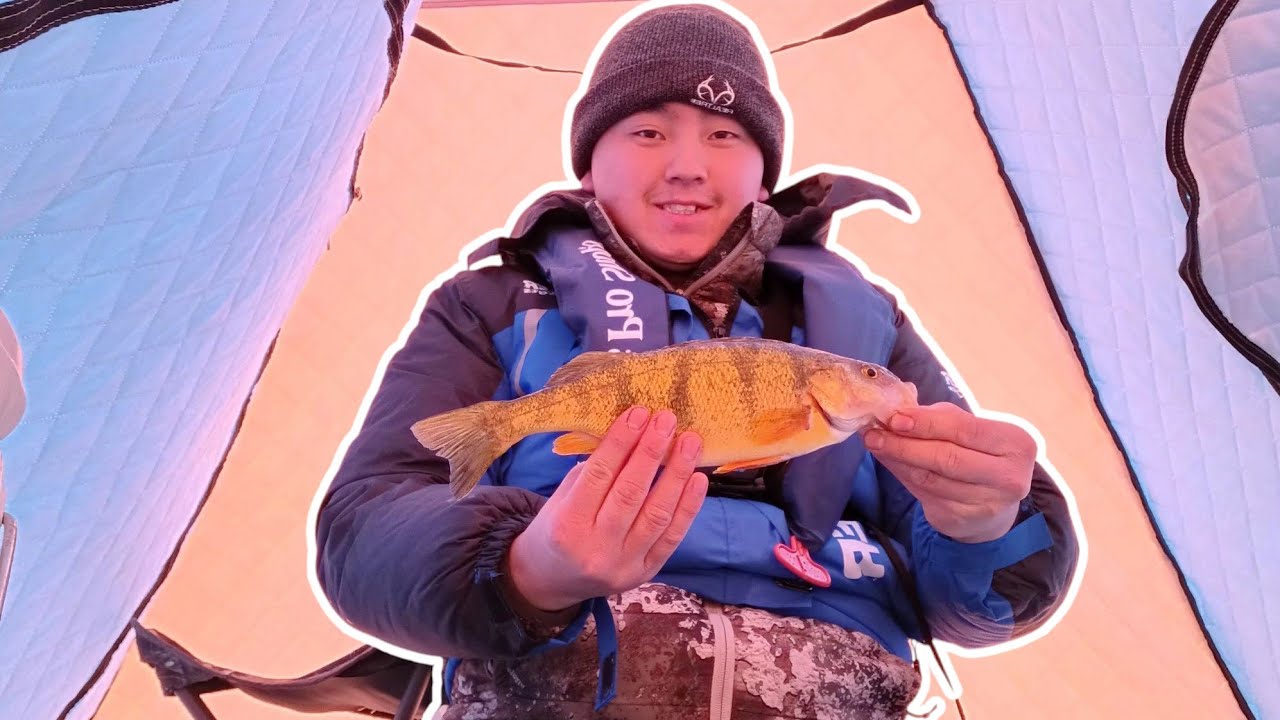 Found a school of Perch (Ice Fishing)