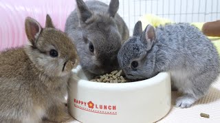 A family of rabbits eating from the same plate of food.