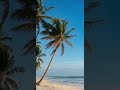 Vinyl Mango 🌫️ 1 Hour Gulf Coast Lo-Fi Trance | Deep Focus & Rainy Beach Dusk Vibes