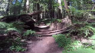 Tallest Trees on Earth Hapi Trails from Humbolt Redwoods State Park Old Growth Forest, Northern CA by WeekendFrontier 45 views 6 months ago 2 minutes, 44 seconds