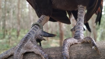 Qaib dib100% noob qaib dib tuaj kauv