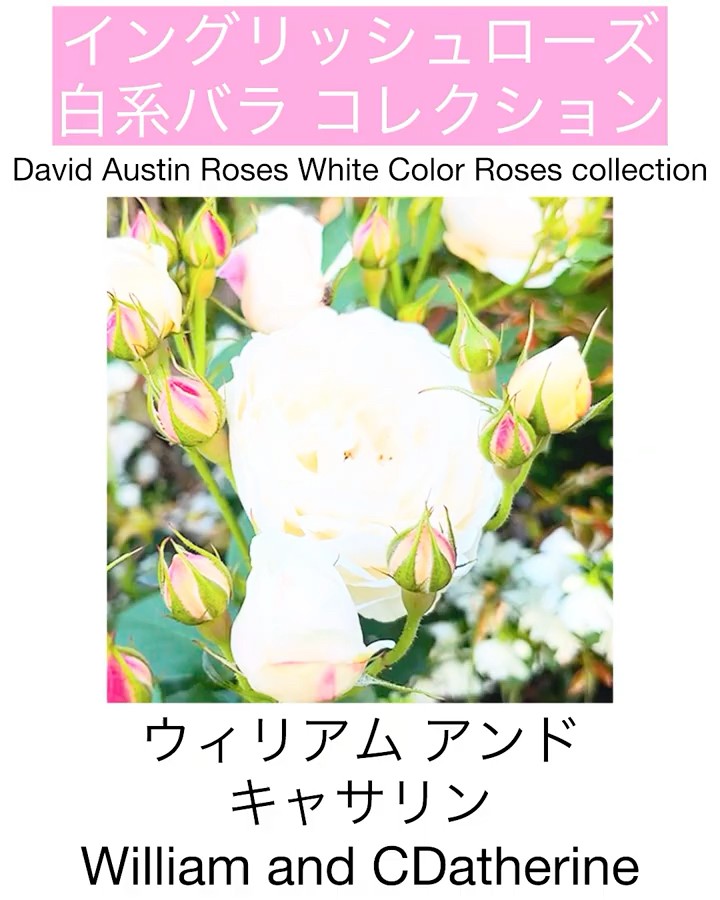 English Roses - White Rose Collection] William and Catherine - YouTube