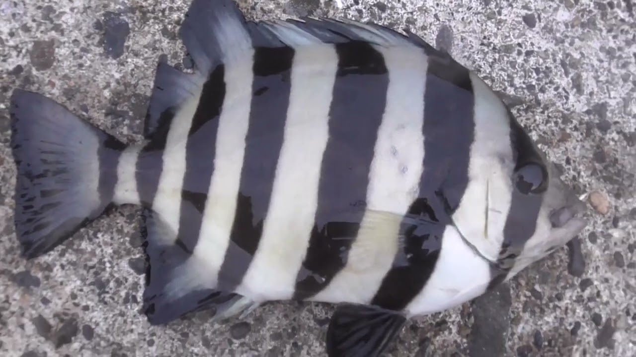 9センチの石鯛仔魚、通称シマダイがサビキ仕掛けにヒットしました。魚