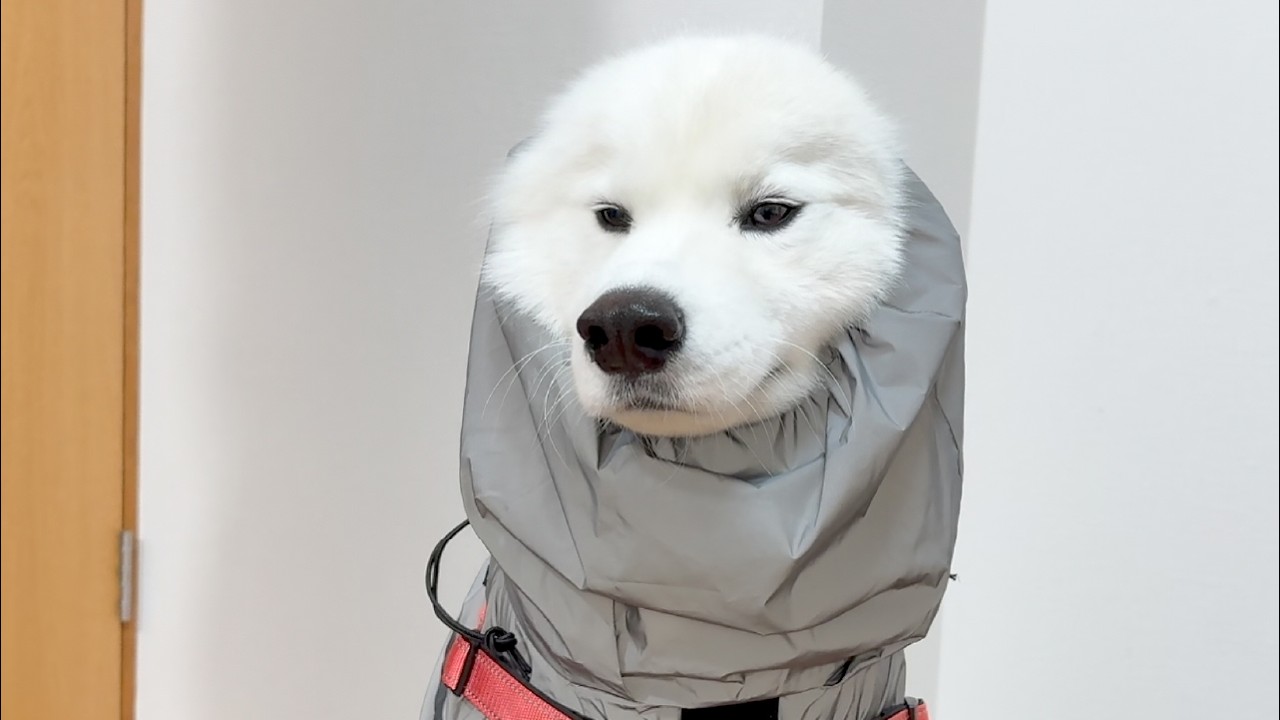 Japanese Samoyed wearing a kappa because it's a rainy day walk