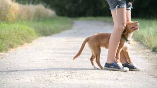 Wasabi the toller  Tricks  5 months