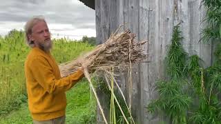How to Harvest Hemp for Food and for Building Material