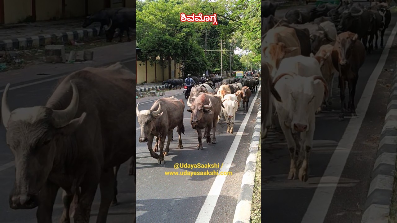 #shimoganewsupdate #animallover #animalphotography #animals #shimoganews #shimoga #shivamogga