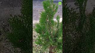 Thuja occidentalis -arborvitae | cupressaceae gymnosperms | bronchitis|uterine cancer | psoriasis