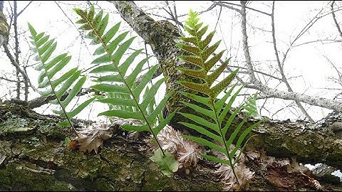 Cốt toái bổ có tác dụng gì? Cách dùng và Một số bài thuốc chữa bệnh