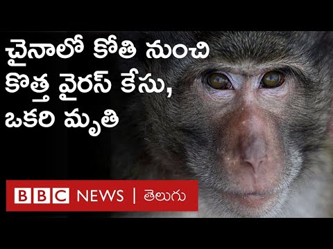 Monkey B Virus : చైనాలో పుట్టిన ఈ మంకీ బీ వైరస్ కి యాంటీ వైరస్ మందులు తప్ప టీకాలు లేవు. | BBC Telugu