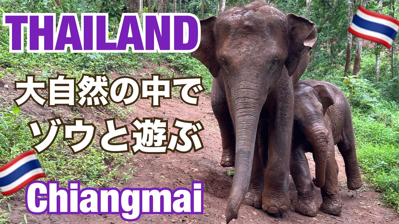 タイ旅行【チェンマイ】大自然の中でゾウと遊ぶ - YouTube
