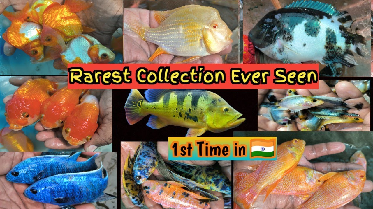 Unseen Collection Of World Famous Cichlid | Fish Farm in howrah | #monsterfish #cichlid #fish #farm