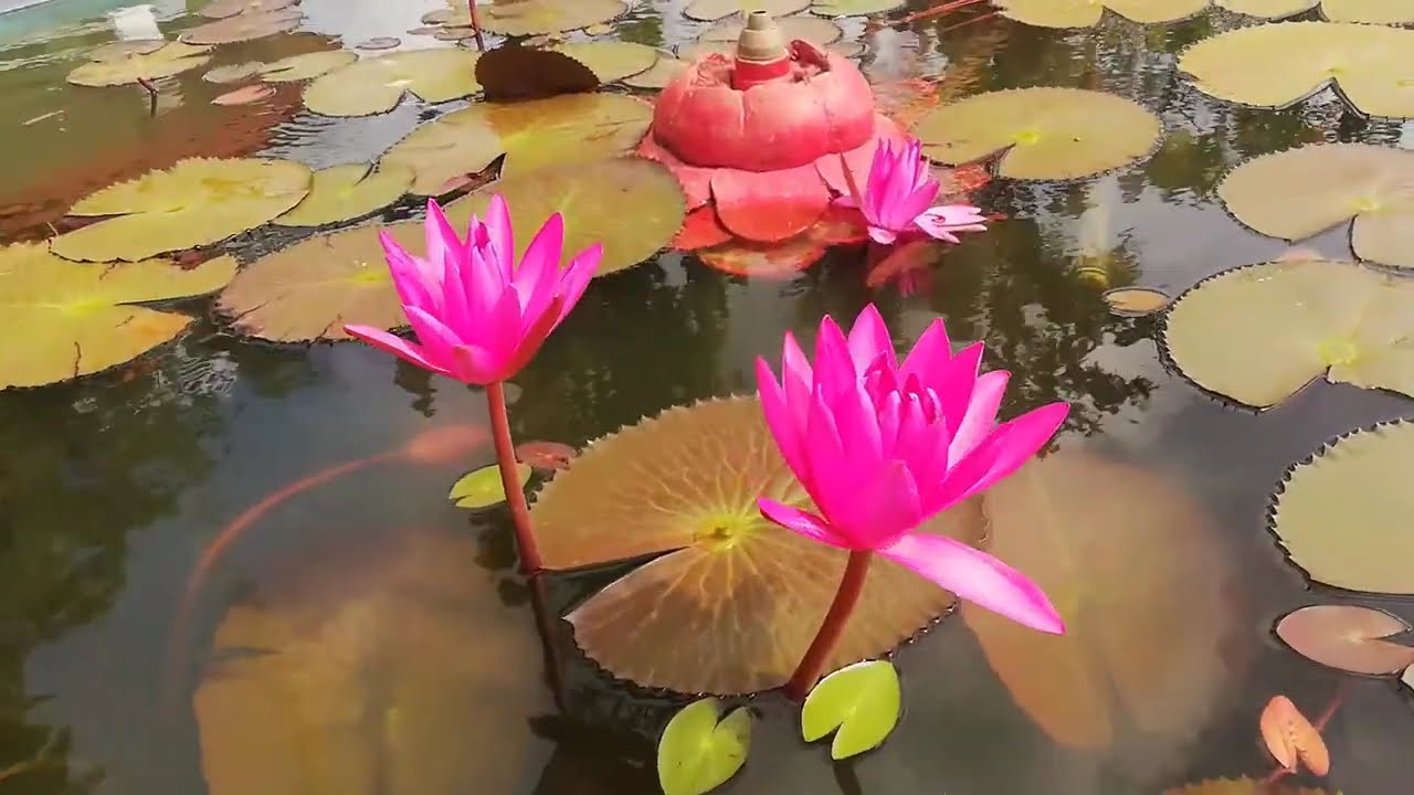 Red Water lily (Nymphaea pubescens)