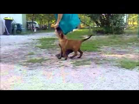 Chiots Malinois Obeissance 2 Mois Youtube Chiots Malinois Obeissance 2 Mois Youtube