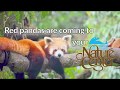 Help Bring Red Panda to Your WNC Nature Center