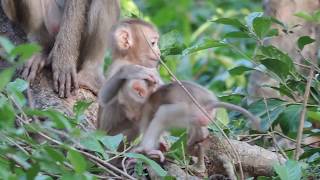 Amazing Adorable cute baby hybrids pigtail monkey Rozana happy to  jumping on the small tree
