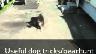 Useful Dog Tricks performed by Java (bear hunting) Profile