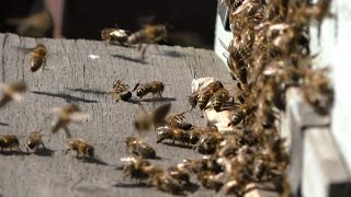 Одна из причин ослабления пчел весной