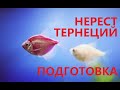 Посадка тернеций гло фиш на нерест