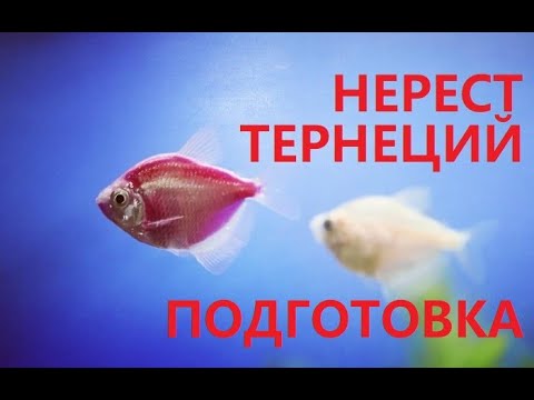 Посадка тернеций гло фиш на нерест