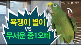 앵무새는 사람과 싸움이 가능하다 / 중1 오빠 vs 욕쟁이 앵무새 별이 한판승부 / 현실판 앵그리버드 별이  / 아마존 앵무새 별이 성장기 /  ANGRY BIRD