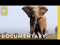 Kwando 2019  documentary  national geographic okavango wilderness project