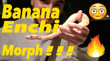 My New Banana Enchi | Ball Python Morphs