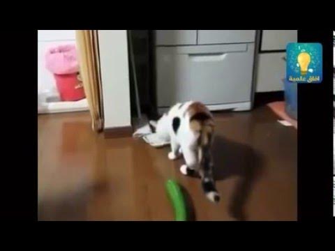 Видео кошки боятся огурец. Кот и огурец. Кот и огурец приколы. Кот пугается огурца. Видео кошки боятся огурец.