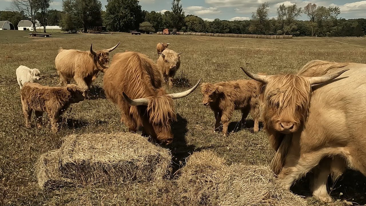 Feeding Highland Cattle with Square Bales Bull's Unique Feeding Habit
