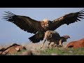 Самая Свирепая И Опасная Птица В Мире Венценосный Орел