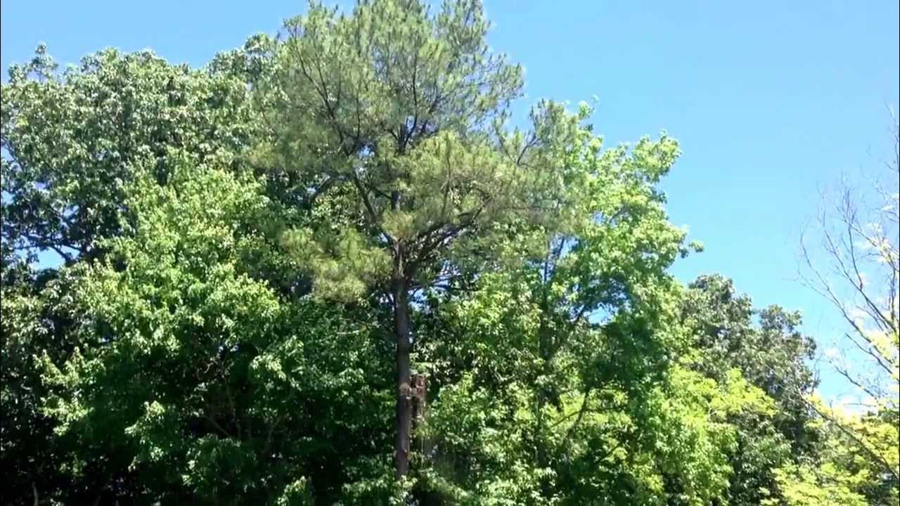 Tarzan tree service YouTube