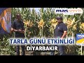 Diyarbakır Tarla Günü Etkinliği (MAS SEEDS) - Tarım Aktüel