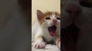 Tiny Kitten Yawn Caught on Camera 🥰 #shorts #kitten #cute
