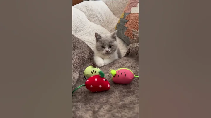 Video 7577131: british shorthair lilac kitten, adorable british shorthair kitten, shorthair kitten britishshorthair, britishshorthair cutecat, kitty britishshorthair, britishshorthair baby, cutecat sweet
