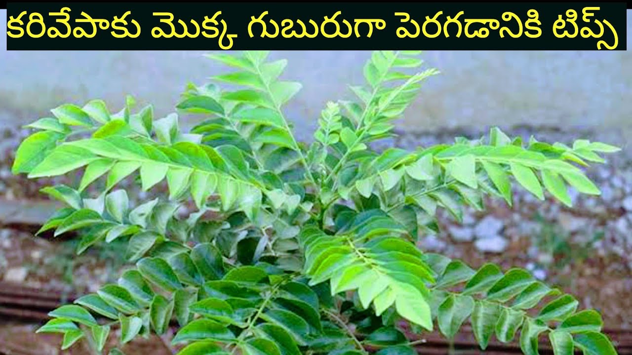 How To Grow Curry Leaf Plant from Cuttings, కరివేపాకు మొక్క గుబురుగా పెరగడానికి టిప్స్ 