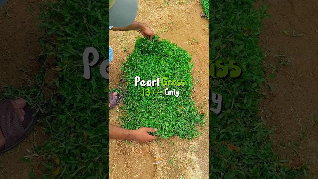 GreenGalore's Pearl Grass at just ₹13 per sq.ft.For orders call +91 701 255 8182 or +91 996 188 8739