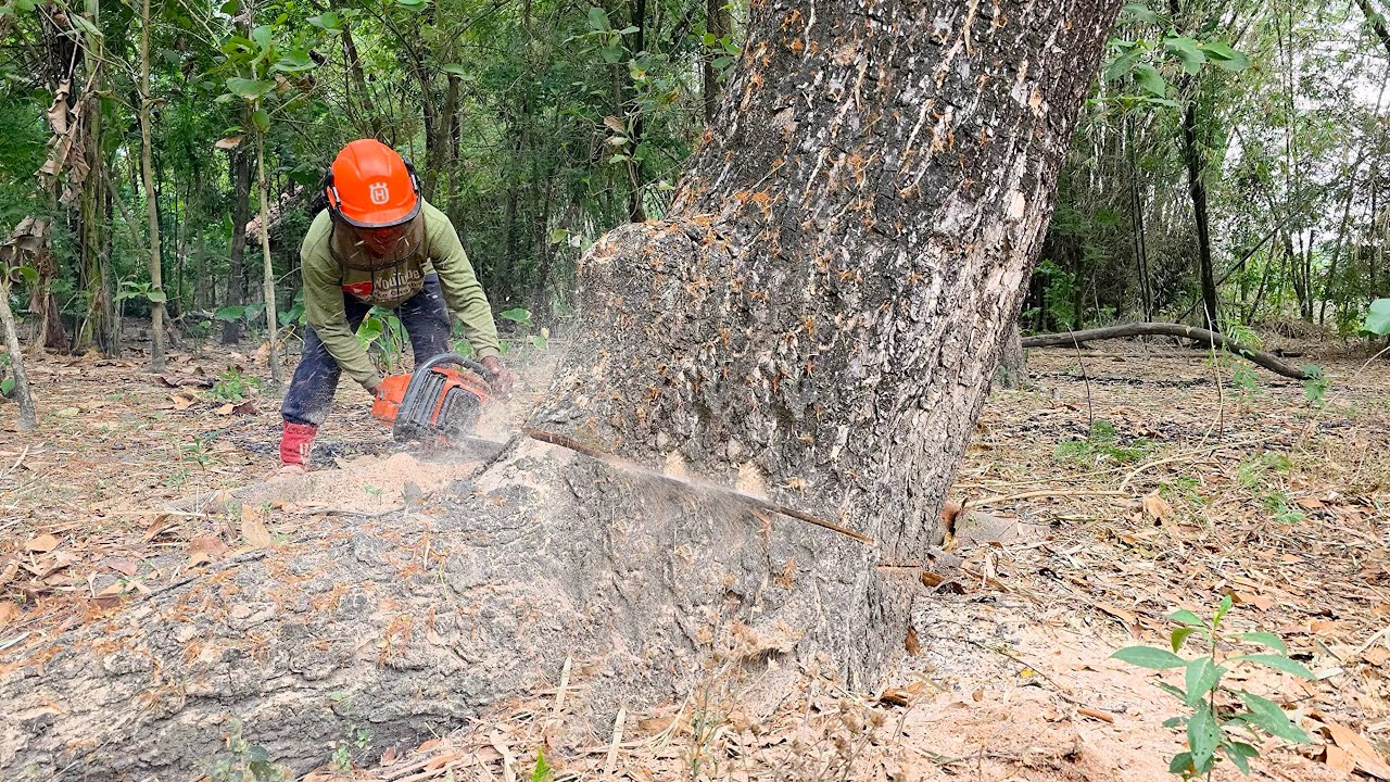 Two monster chainsaw… Felling upright & leaning trees‼️