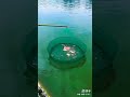 See how they catch fish with watermelon #shorts #amazingfacts