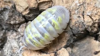 Isopod Inboxing from @roachcrossing5546 ! by Aquarimax Pets 1,883 views 6 months ago 13 minutes, 35 seconds
