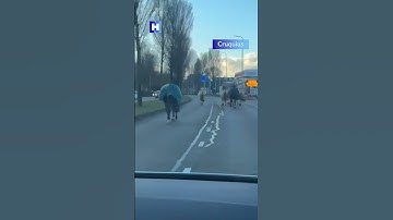 Loslopende paarden op de N201