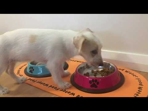 jack-russell-puppy-eating