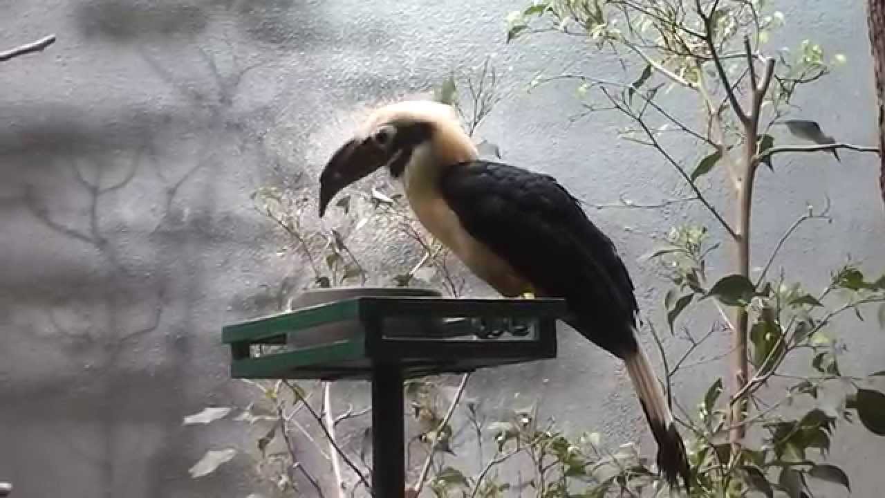 Amazing Visayan hornbill in HD