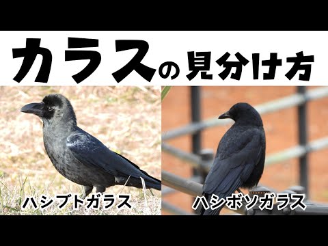 カラスの見分け方 ハシブトガラスとハシボソガラスの違いを見た目